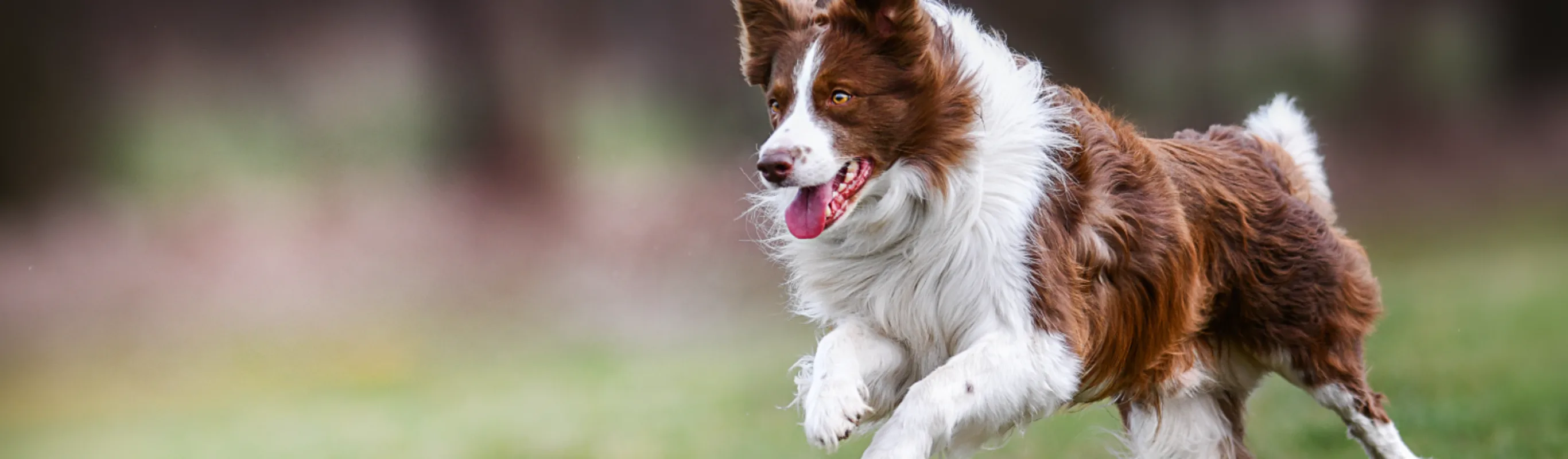 Dog running 